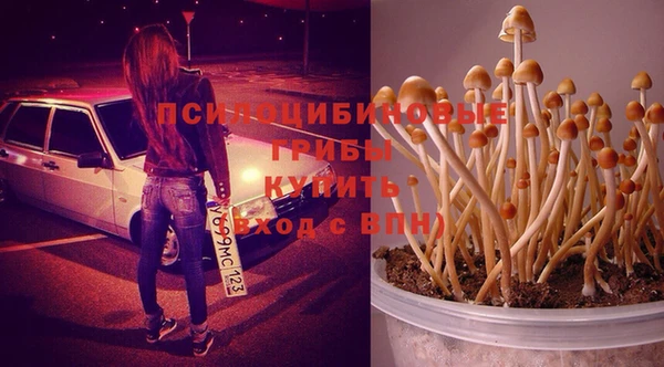 индика Белокуриха